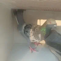 فروش کبوتر