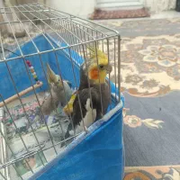 عروس هلندی|پرنده|تبریز, |دیوار