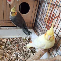 عروس هلندی|پرنده|زابل, |دیوار