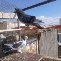 کفتر پرشی سبز چیتی