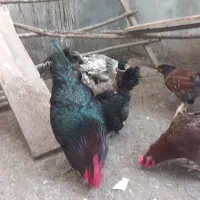 خروس مشکی گلپایگان اصل