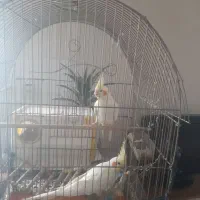 یک جفت عروس هلندی لوتینو مولد کار داده بادوتاجوجه|پرنده|همدان, |دیوار