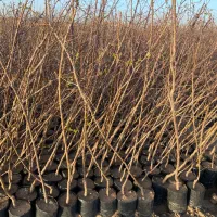 نهالستان امید اراک،(نهال باکیفیت و بدون آلودگی)