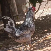 خروس گلین