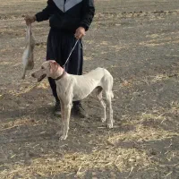 سگ تازی درجه یک