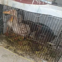 جوجه اردک