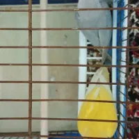 جفت طوطی برزیلی