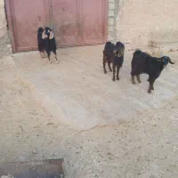 بزغالهنر|حیوانات مزرعه|زاگرس, |دیوار