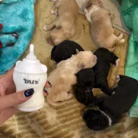 واگذاری توله‌سگ میکس نژاد کوچک