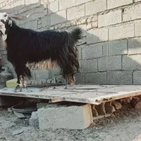 نر بز جوان چاق|حیوانات مزرعه|خواف, |دیوار