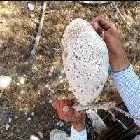 عسل کوهی|خوردنی و آشامیدنی|جم, |دیوار