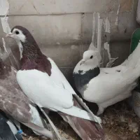 جفت رنگه آس پاک