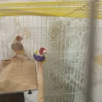 فنج گلدین  باقفس بزرگ