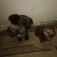 واگذاری سگ شیتزو عروسکی|سگ|گرگان, |دیوار