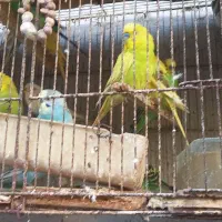 مرغ عشق|پرنده|بندرعباس, |دیوار