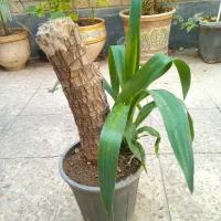 حراجی گل و گیاه|گل و گیاه طبیعی|دزفول, |دیوار