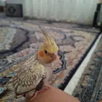 عروس هلندی گل باقالی
