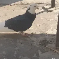 کبوتر گمشده
