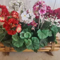 گلهای شمعدانی با گلدان بامبو