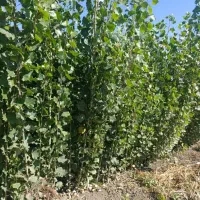 نهال های ریشه لخت ، آماده انتقال و کاشت|خدمات باغبانی و درختکاری|کوهرنگ, |دیوار