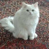 گربه پرشین سفید نر شناسنامه دار