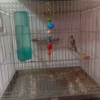 جوجه سره نر|پرنده|قدس, شهر‌قدس|دیوار