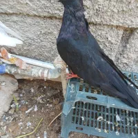 کبوتر زاغ آبادانی|پرنده|بندر ماهشهر, |دیوار