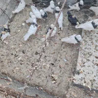 تعداد 25عدد طوقی وسفید همگی پرشی