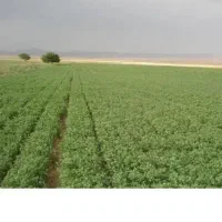 گیا اسینم