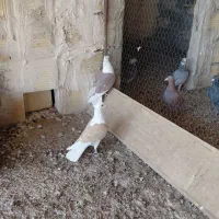 کبوتر پشدار پلاکی کلایی فروشی