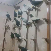 نرسوراخ