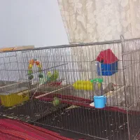 مرغ عشق با قفس و جوجه