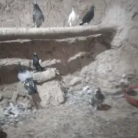 کبوتر|پرنده|شیروان (خراسان), |دیوار