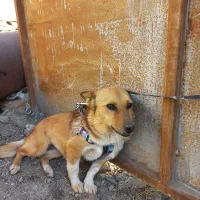 سگ پا کوتاه