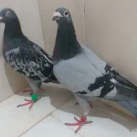 کفتر پرشی ضربه