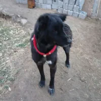 یک عدد سگ ماده گلی