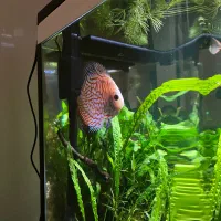 چهار عدد ماهی دیسکس ماهی زینتی Discus