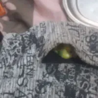 انگشتر طلا رو گم کردم
