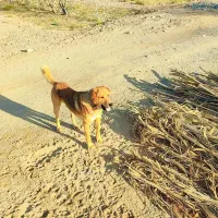 سگ پژدر فروشی|سگ|شهر بابک, |دیوار