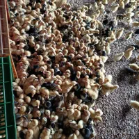 جوجه رنگی. اردک .جوجه خانگی