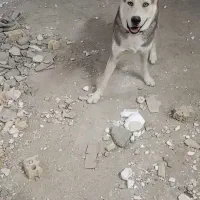 سگ هاسکی معاوضه با کفةر بوم شهرستانی|سگ|مشهد, رباط طرق|دیوار