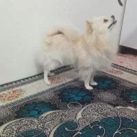 فروش توله 1سال ونیمه پامرخرسی اصل نژاددار|سگ|شیراز, شهرک بهشتی|دیوار