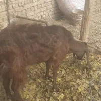 بز بزغاله|حیوانات مزرعه|جوادآباد, |دیوار