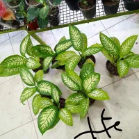 هوازی کلکسیونی  کلکسیون خاص