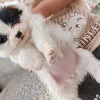 پامر اشتپیز