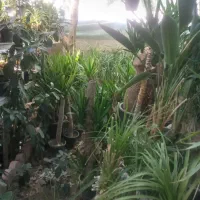 گل از همه مدل|گل و گیاه طبیعی|کرج, حصار|دیوار