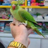 طوطی ملنگو سخنگو|پرنده|اردبیل, |دیوار