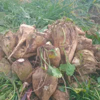 چغندر قند درشت و درجه یک