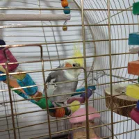 عروس هلندی نر یکساله|پرنده|روانسر, |دیوار