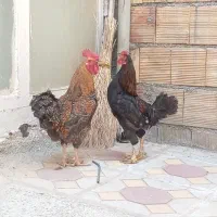 خروس